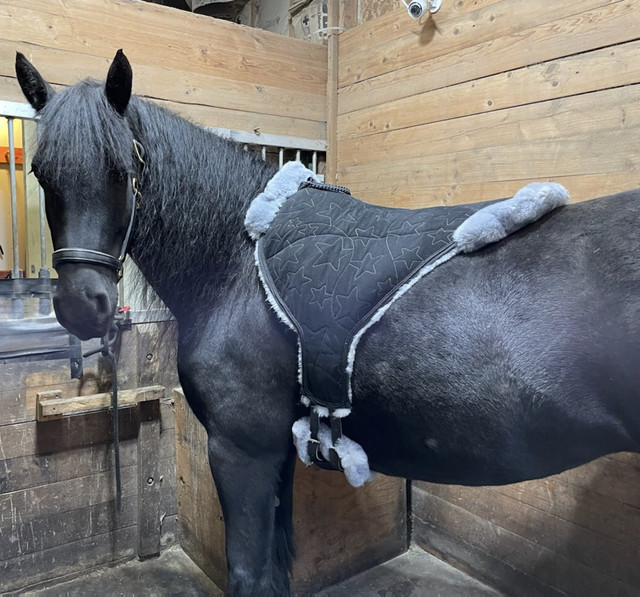 Premium Equiseat Bareback Pads for The Star In Your Barn